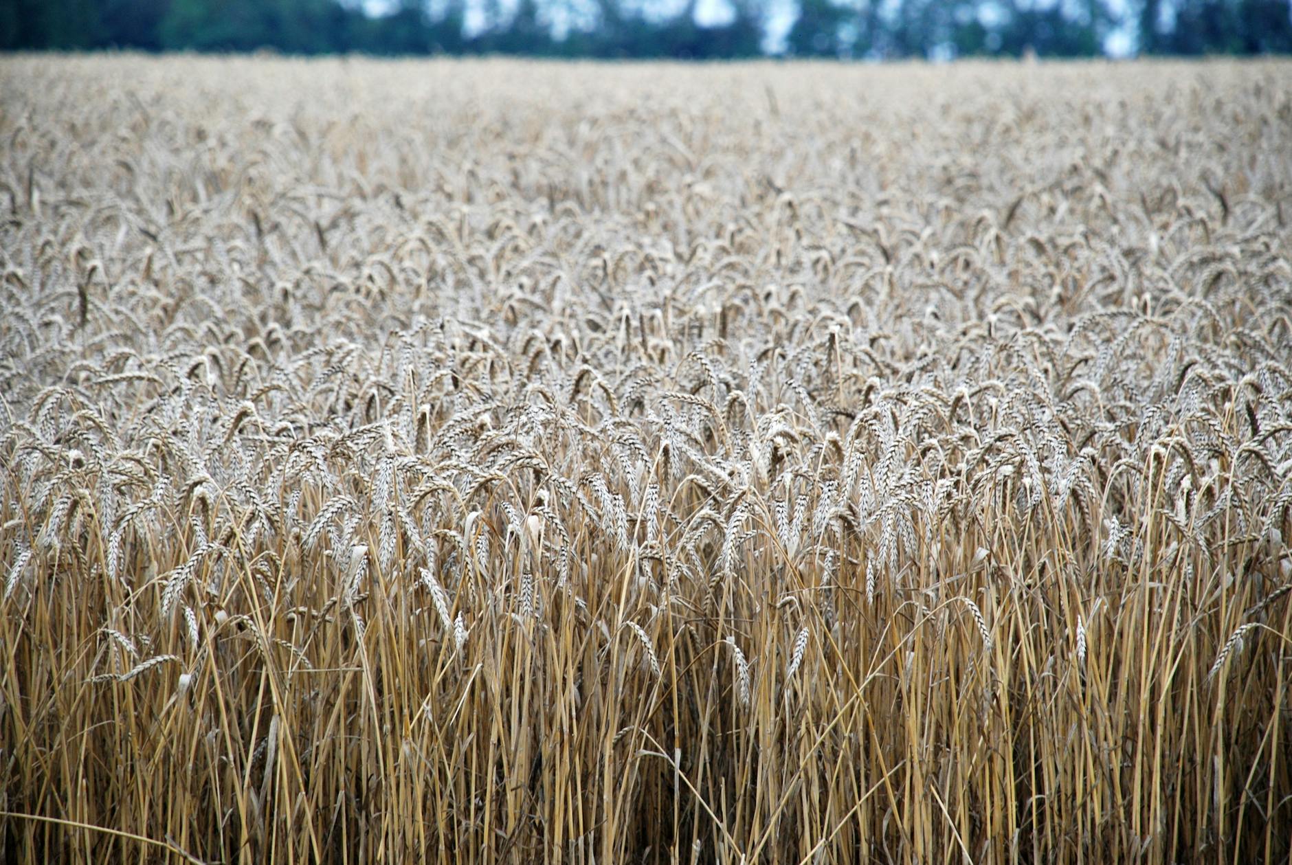 Goulasch Hongrois Traditionnel