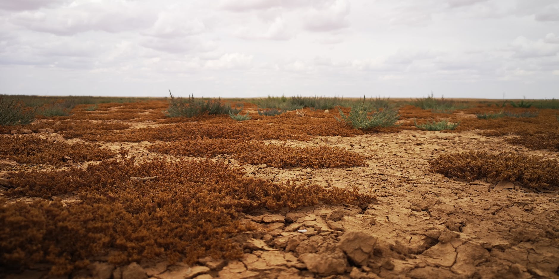 Salade de Lentilles Facile