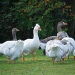 Canard Confit aux Pommes de Terre Sans Gluten