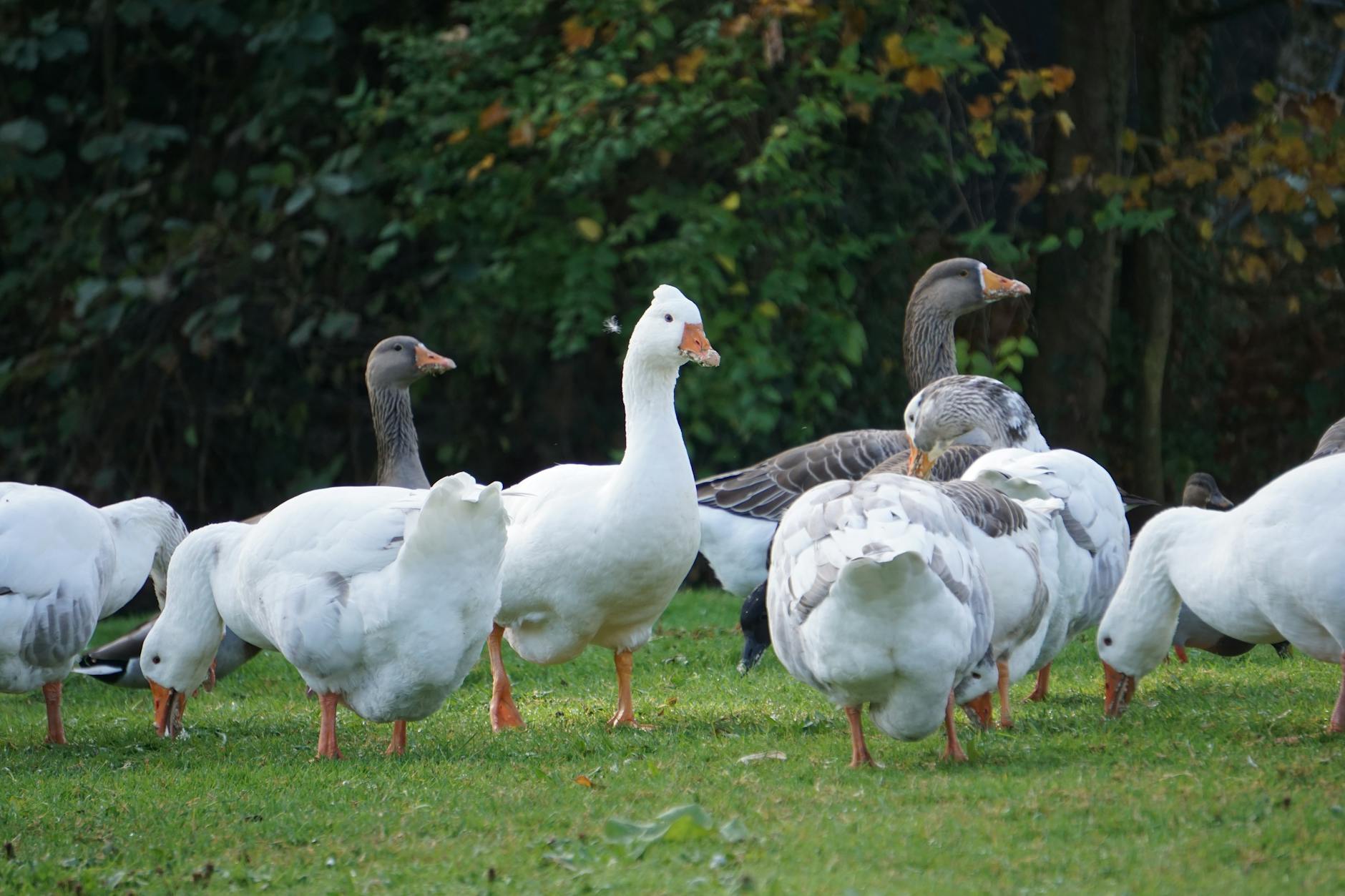 Canard Confit aux Pommes de Terre Sans Gluten