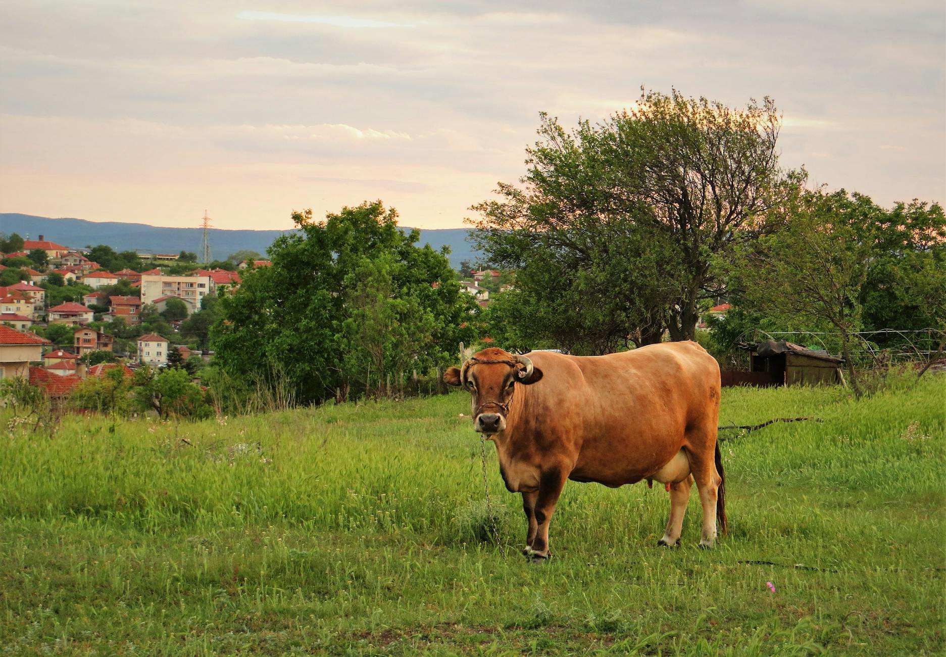 Rôti de veau au Thermomix