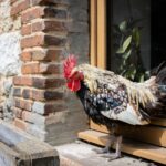 Poulet Basquaise Rapide