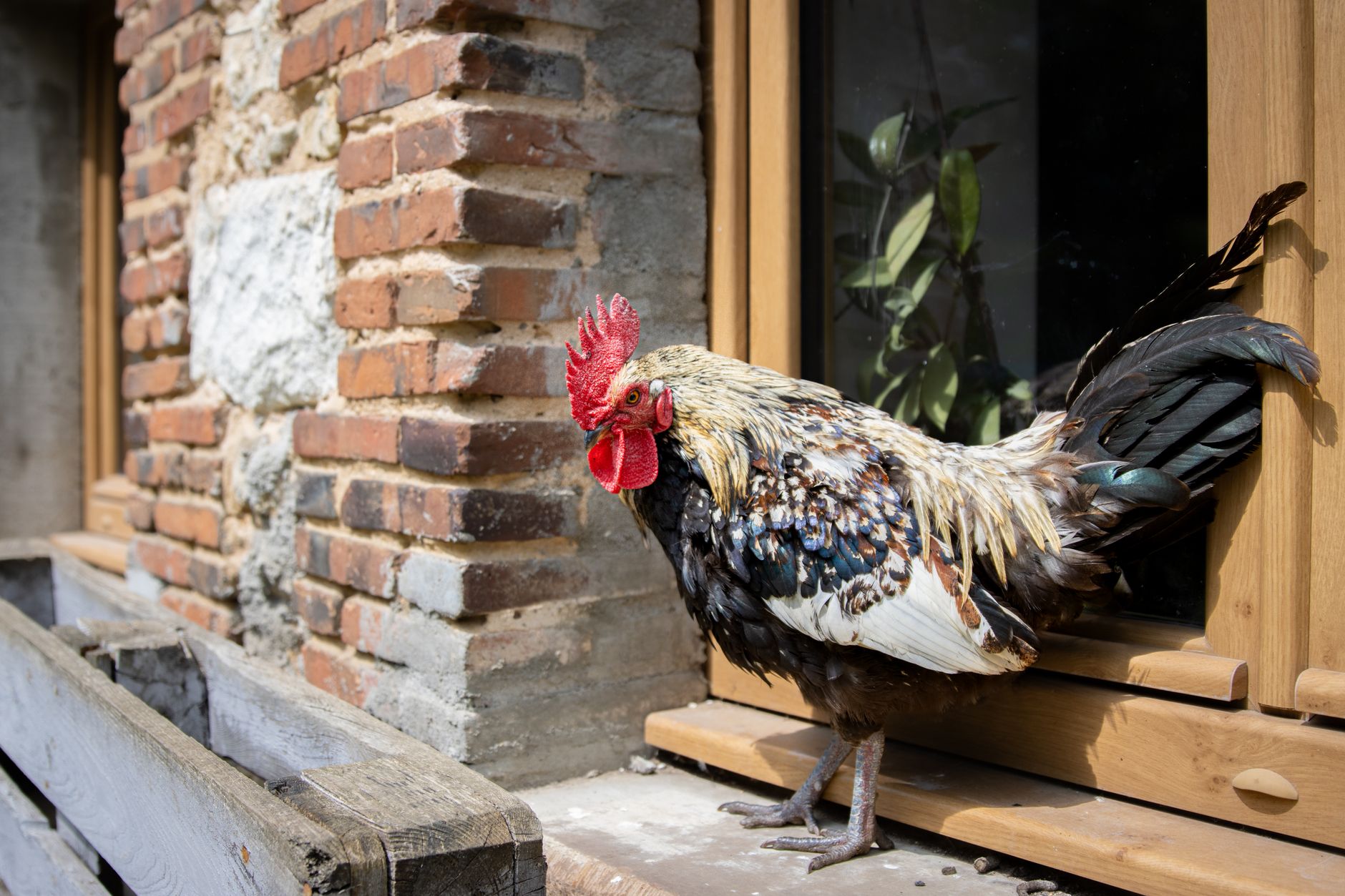 Poulet Basquaise Rapide